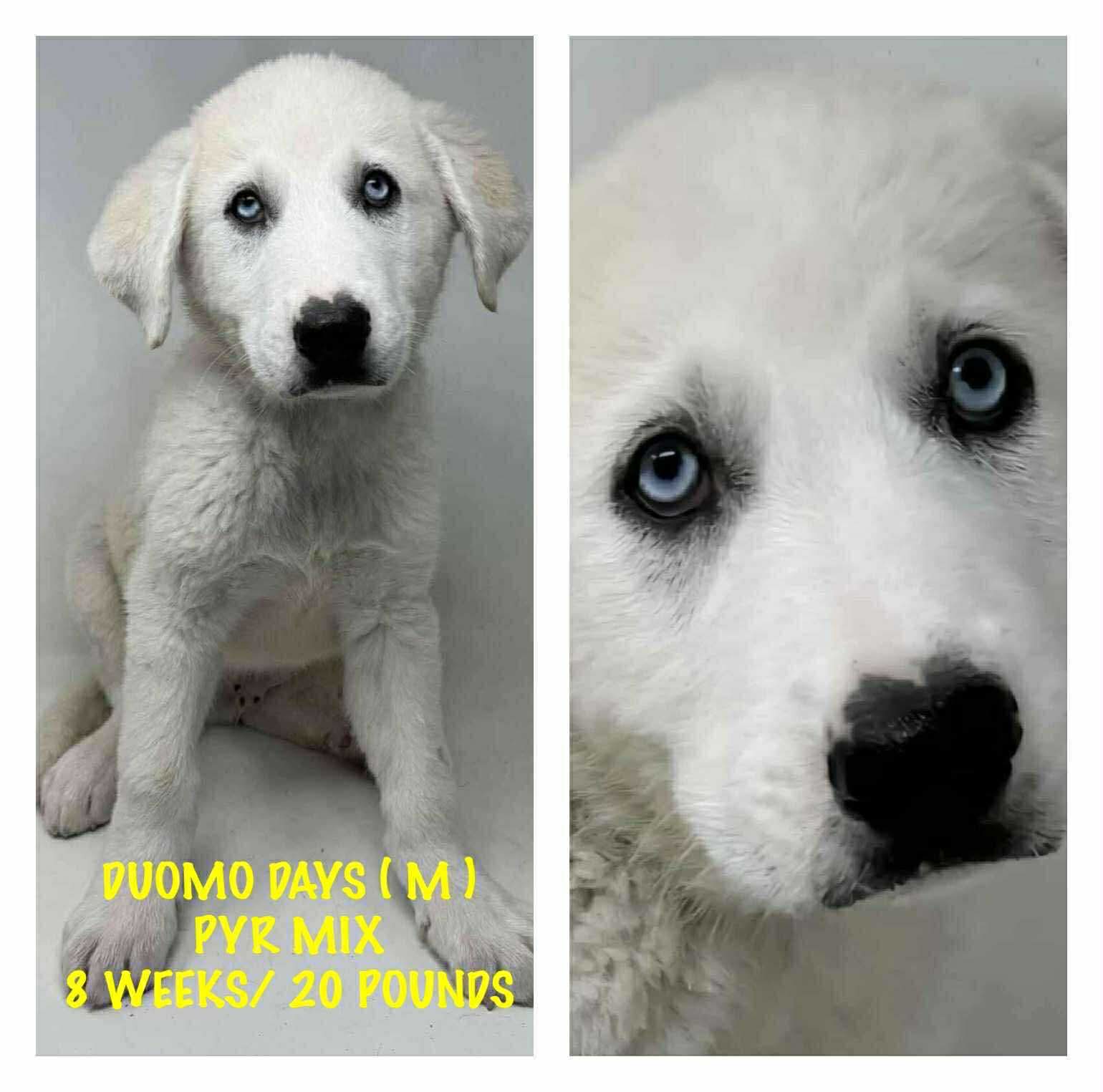 adoptable Dog in Lebanon, CT named DUOMO DAYS