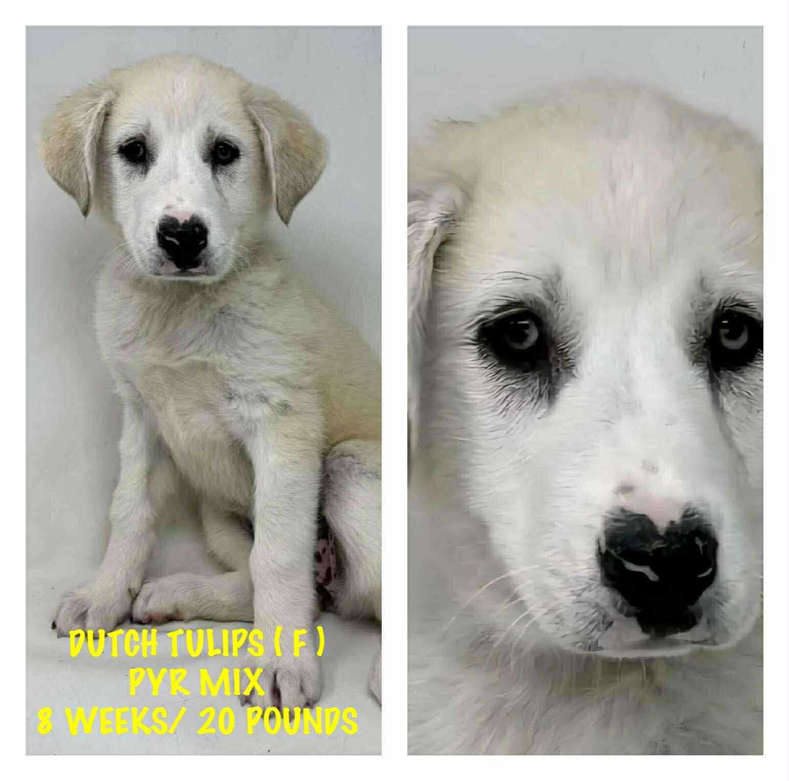 adoptable Dog in Lebanon, CT named DUTCH TULIPS