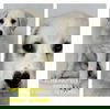 adoptable Dog in  named DUTCH TULIPS
