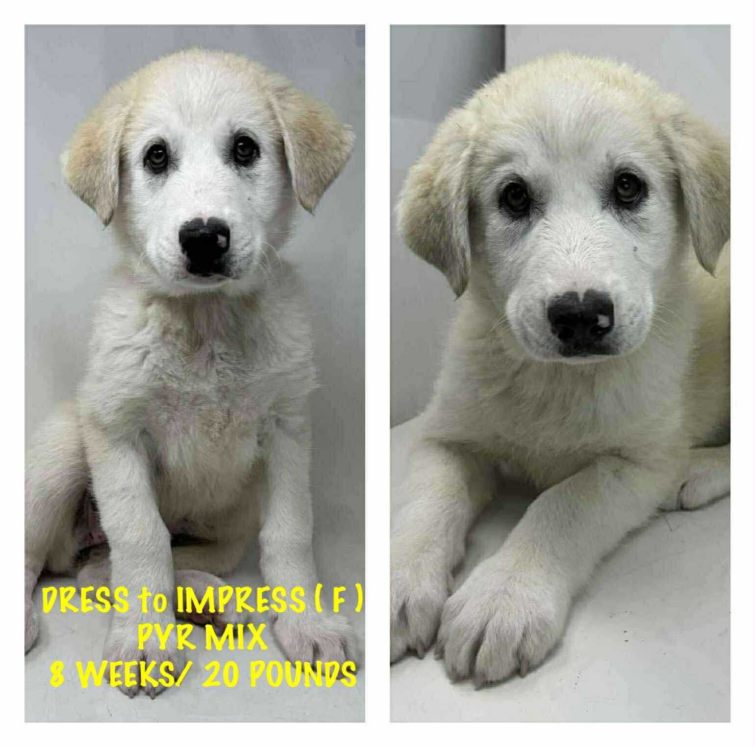 adoptable Dog in Lebanon, CT named DRESS TO IMPRESS