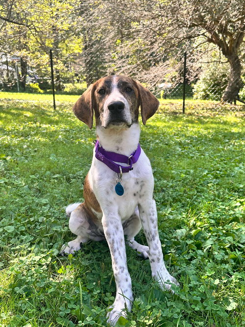 picture of the dog needing adoption
