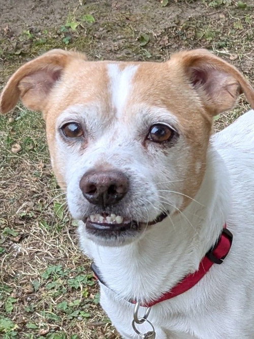 picture of the dog needing adoption