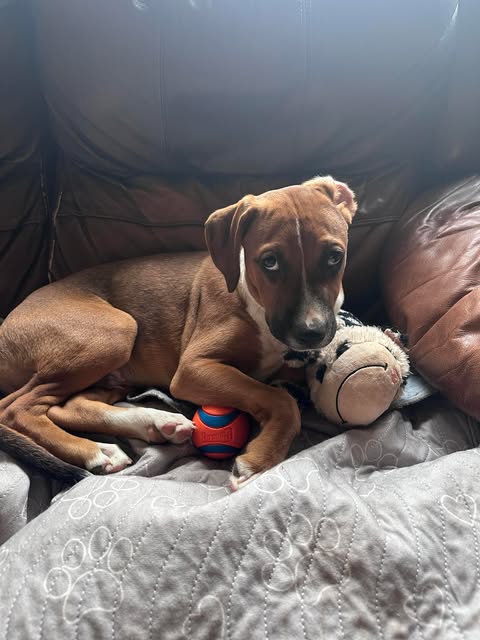 picture of the dog needing adoption