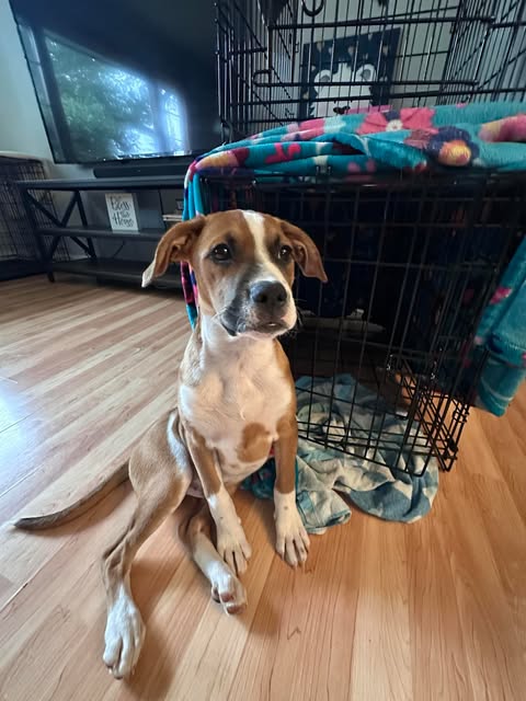 picture of the dog needing adoption