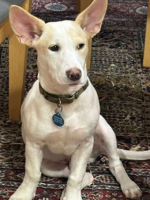 picture of the dog needing adoption
