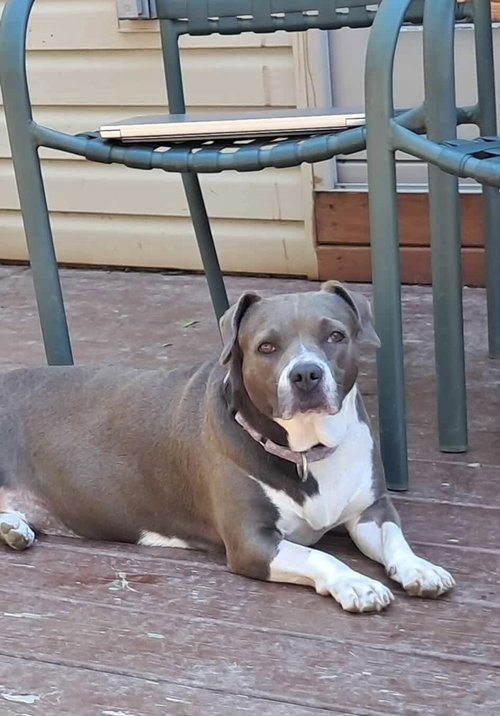 picture of the dog needing adoption