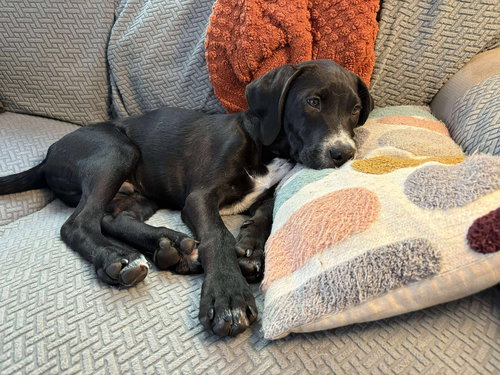 picture of the dog needing adoption
