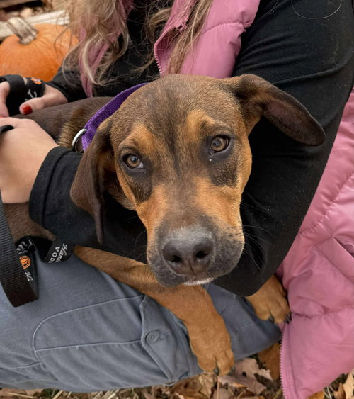picture of the dog needing adoption
