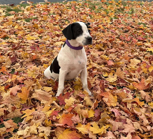 picture of the dog needing adoption
