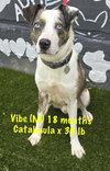 Vibe - Photo 16