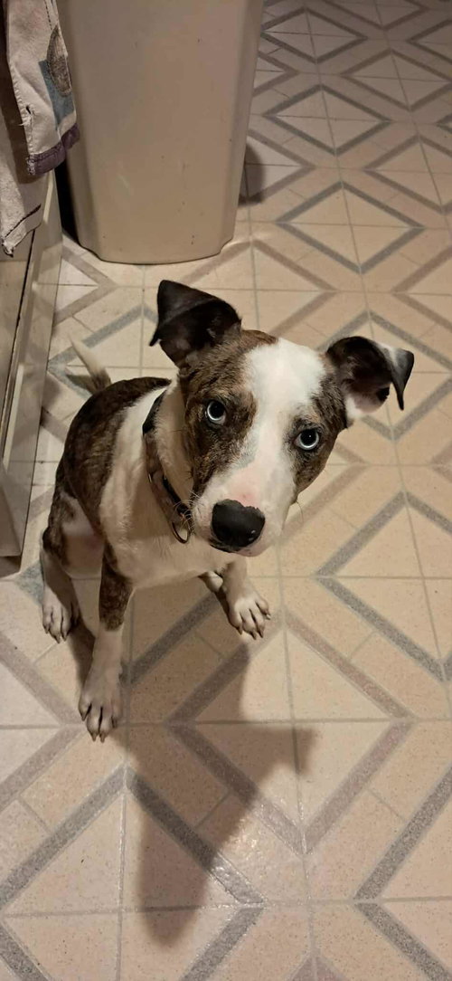 picture of the dog needing adoption