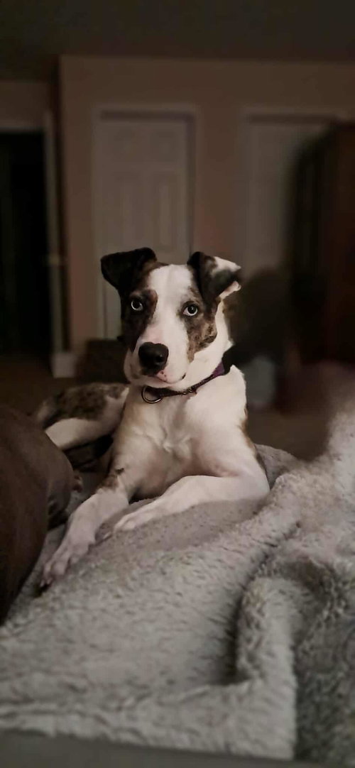 picture of the dog needing adoption
