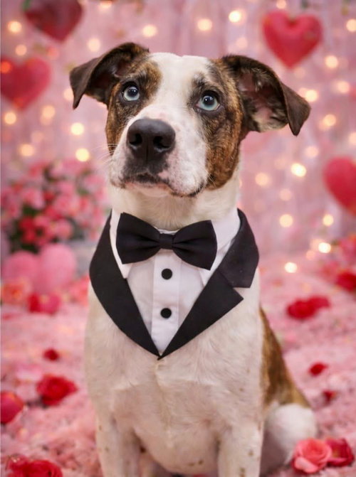 VIBE - Catahoula Leopard Dog available for adoption