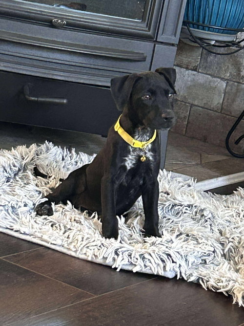 picture of the dog needing adoption
