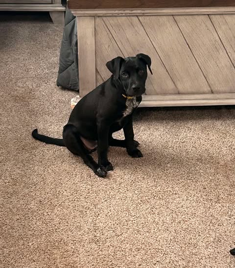 picture of the dog needing adoption
