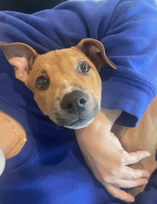 picture of the dog needing adoption