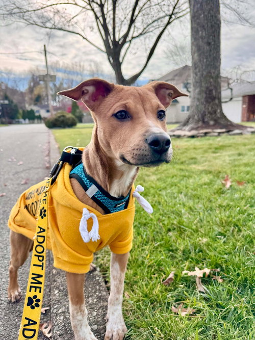 picture of the dog needing adoption