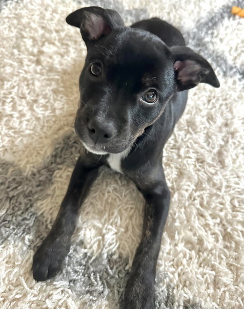 picture of the dog needing adoption