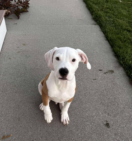 picture of the dog needing adoption