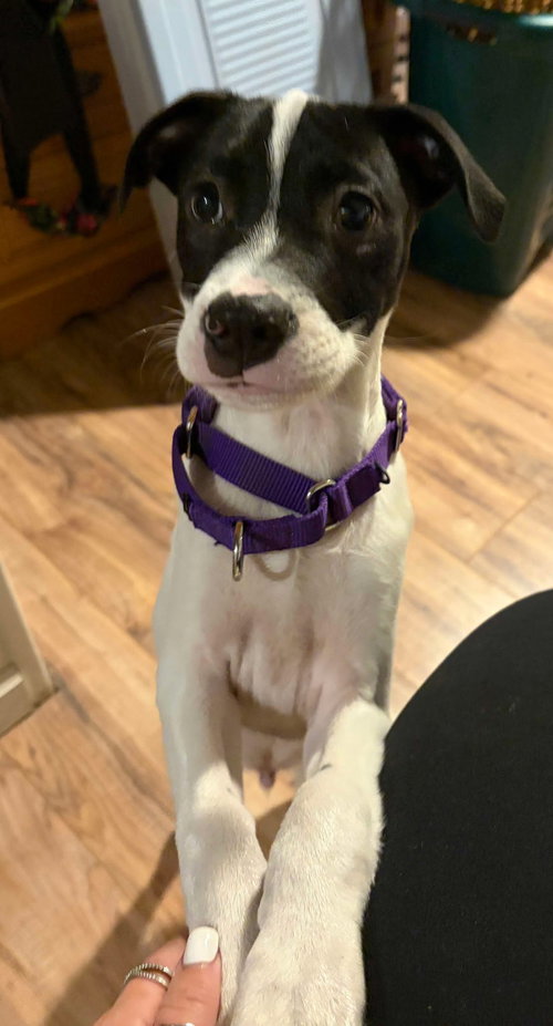 picture of the dog needing adoption