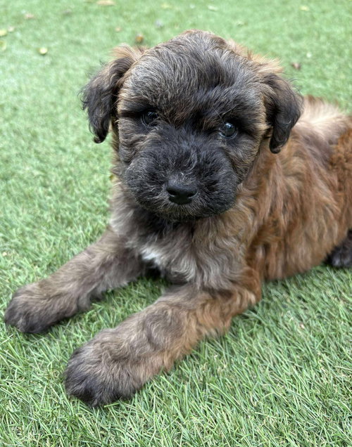 picture of the dog needing adoption