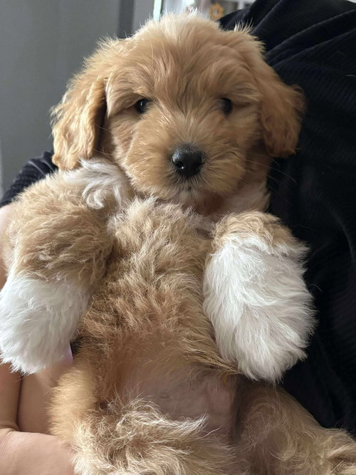 picture of the dog needing adoption