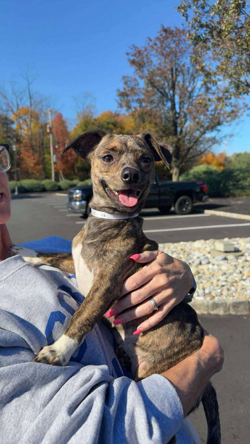 picture of the dog needing adoption