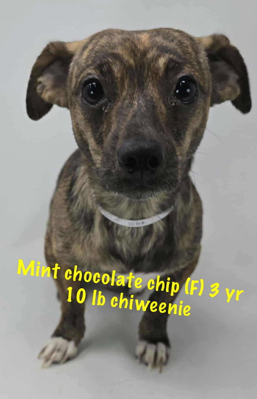 picture of the dog needing adoption