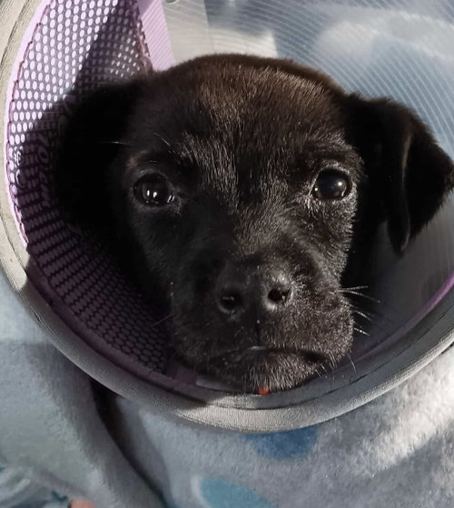 picture of the dog needing adoption