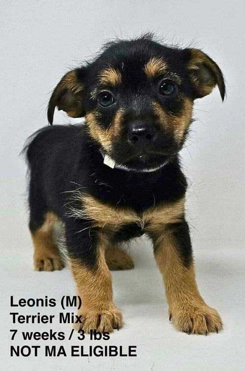picture of the dog needing adoption