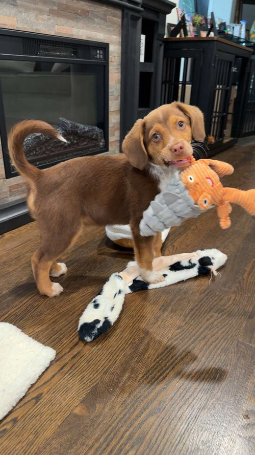 picture of the dog needing adoption