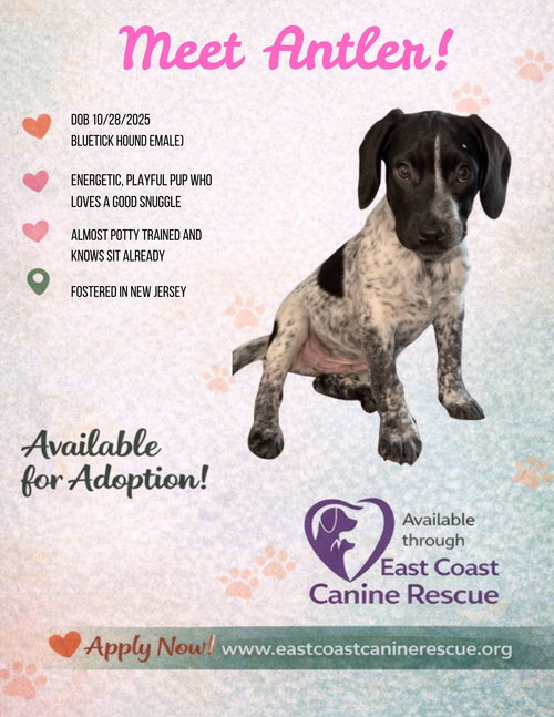 picture of the dog needing adoption