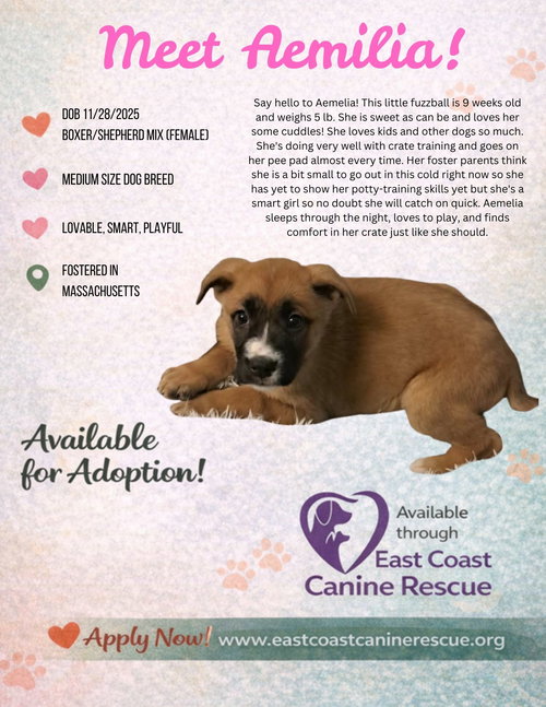 picture of the dog needing adoption