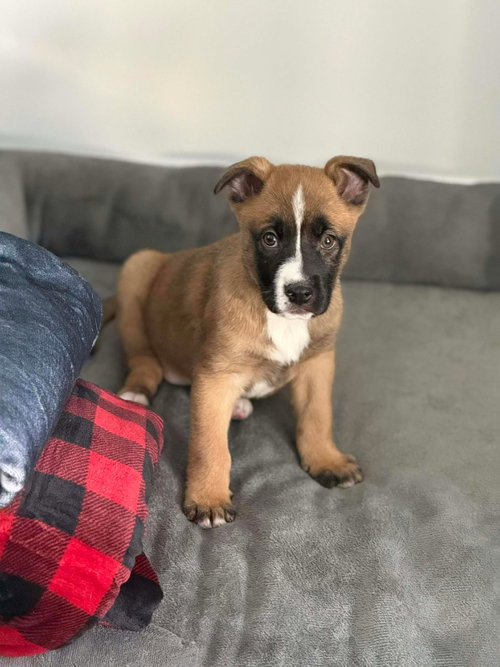 picture of the dog needing adoption