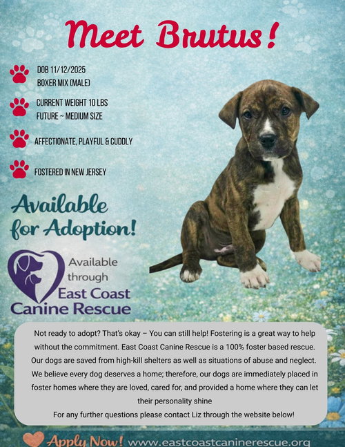 picture of the dog needing adoption