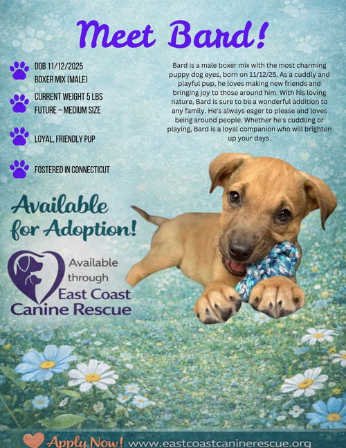 picture of the dog needing adoption