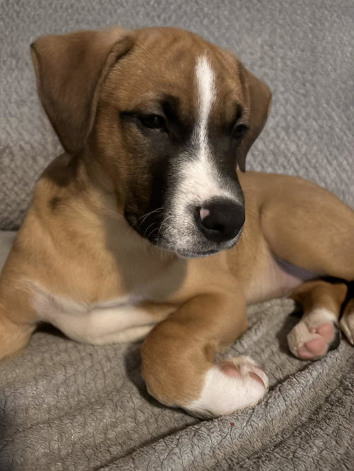 picture of the dog needing adoption
