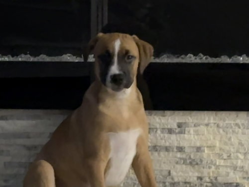 BARDOLPH, an adoptable Boxer in LEBANON, CT