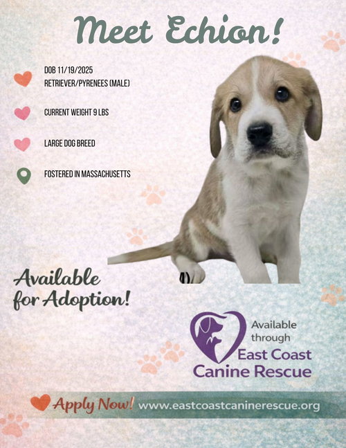 picture of the dog needing adoption