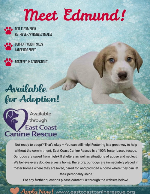 picture of the dog needing adoption