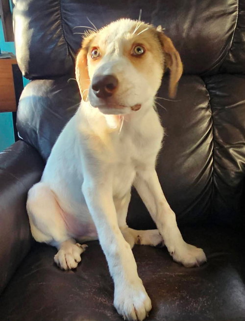 picture of the dog needing adoption