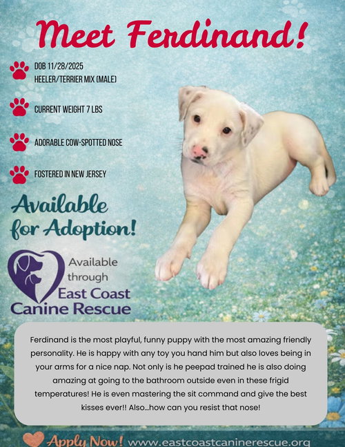 picture of the dog needing adoption