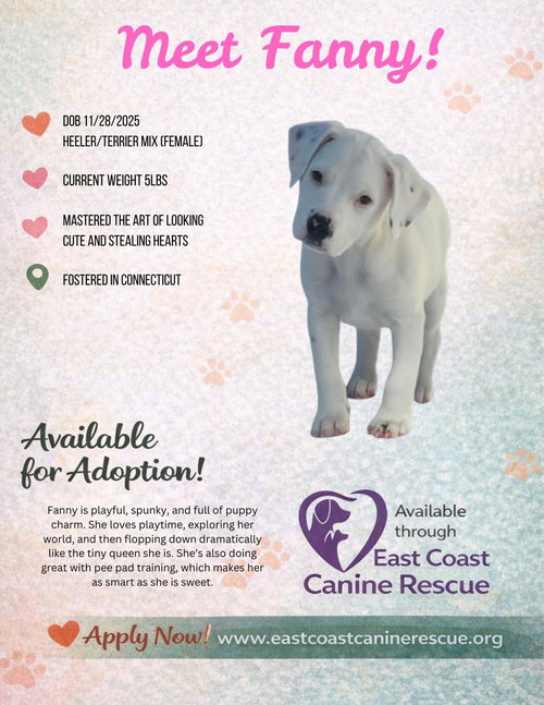 picture of the dog needing adoption