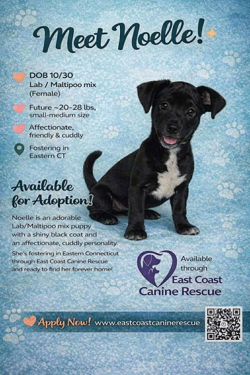 picture of the dog needing adoption