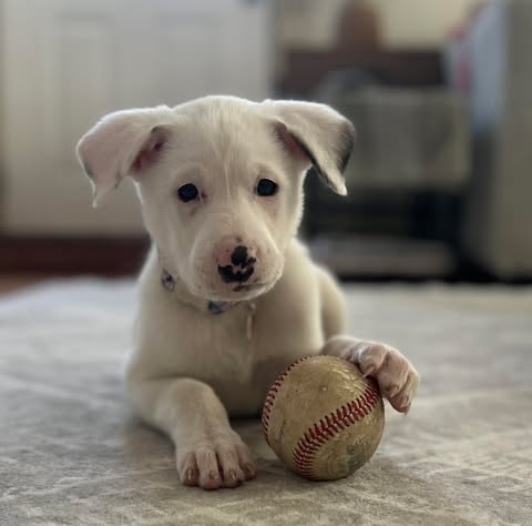picture of the dog needing adoption