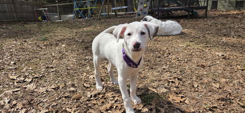 PARIS, an adoptable Great Pyrenees in LEBANON, CT