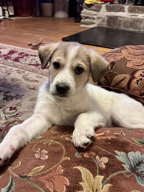 picture of the dog needing adoption