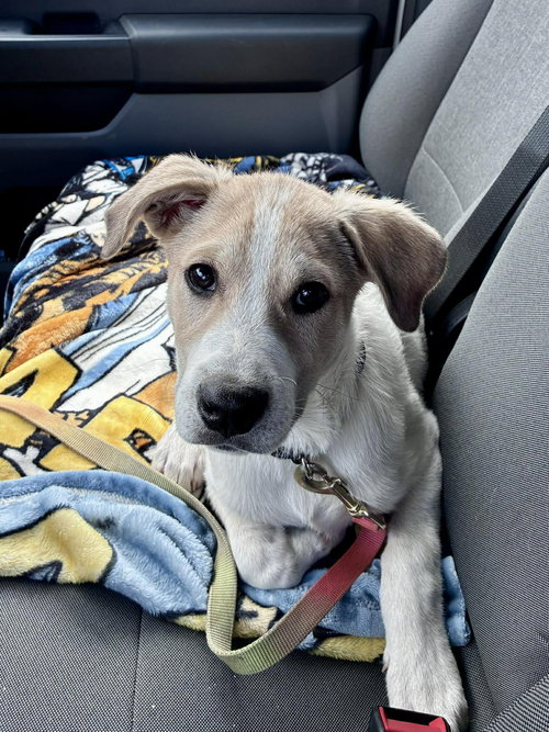 picture of the dog needing adoption
