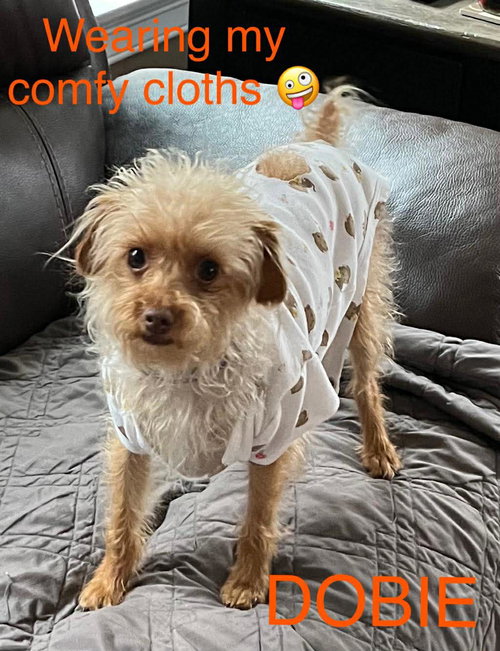 picture of the dog needing adoption