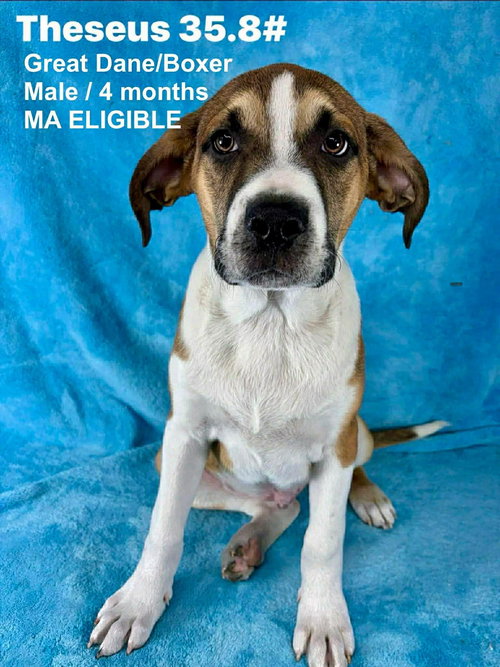 picture of the dog needing adoption